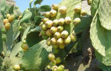 Malta/Gozo - 12 sierpień 2011