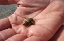 Malta/Gozo - 12 sierpień 2011