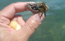 Malta/Gozo - 12 sierpień 2011