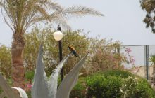 Nurkowa Safaga 4 maj 2012