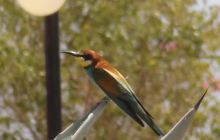 Nurkowa Safaga 4 maj 2012