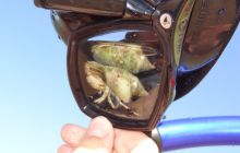 Nurkowa Safaga 4 maj 2012