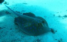 Nurkowa Safaga 4 maj 2012