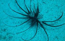 Nurkowa Safaga 4 maj 2012