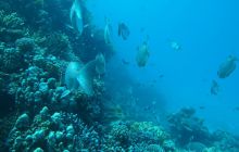 Nurkowa Safaga 4 maj 2012