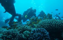 Nurkowa Safaga 4 maj 2012