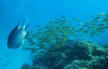 Nurkowa Safaga 4 maj 2012