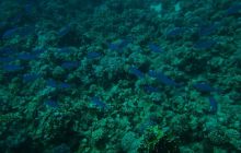 Nurkowa Safaga 4 maj 2012