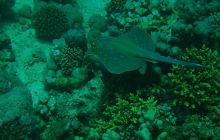 Nurkowa Safaga 4 maj 2012