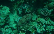 Nurkowa Safaga 4 maj 2012