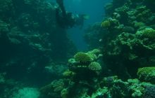 Nurkowa Safaga 4 maj 2012