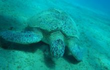 Nurkowa Safaga 4 maj 2012