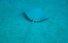 Nurkowa Safaga 4 maj 2012