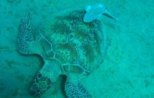 Nurkowa Safaga 4 maj 2012