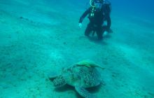 Nurkowa Safaga 4 maj 2012