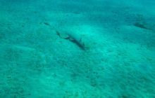 Nurkowa Safaga 4 maj 2012