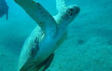 Nurkowa Safaga 4 maj 2012