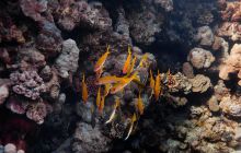 Safari St'Johns - 27 kwiecień 2012