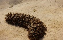 Safari St'Johns - 27 kwiecień 2012