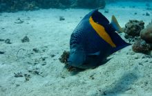 Safari St'Johns - 27 kwiecień 2012