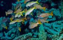 Safari St'Johns - 27 kwiecień 2012