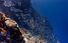 Safari St'Johns - 27 kwiecień 2012