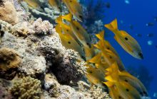 Safari St'Johns - 27 kwiecień 2012