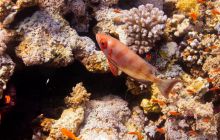 Safari St'Johns - 27 kwiecień 2012