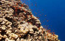 Safari St'Johns - 27 kwiecień 2012