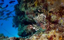 Safari St'Johns - 27 kwiecień 2012