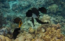 Safari St'Johns - 27 kwiecień 2012