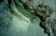 Safari St'Johns - 27 kwiecień 2012