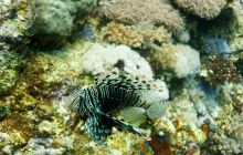 Safari St'Johns - 27 kwiecień 2012