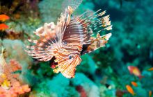 Safari St'Johns - 27 kwiecień 2012