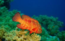 Safari St'Johns - 27 kwiecień 2012