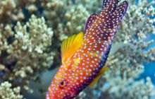 Safari St'Johns - 27 kwiecień 2012