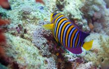 Safari St'Johns - 27 kwiecień 2012