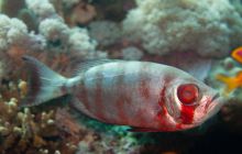 Safari St'Johns - 27 kwiecień 2012