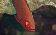 Safari St'Johns - 27 kwiecień 2012