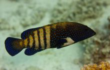 Safari St'Johns - 27 kwiecień 2012