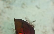 Safari St'Johns - 27 kwiecień 2012