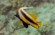 Safari St'Johns - 27 kwiecień 2012