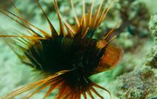 Safari St'Johns - 27 kwiecień 2012