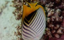 Safari St'Johns - 27 kwiecień 2012