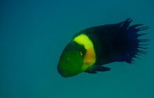 Safari St'Johns - 27 kwiecień 2012