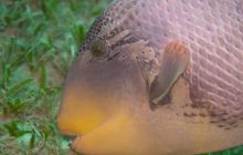 Safari St'Johns - 27 kwiecień 2012