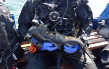 Zdjęcia z Nurkowania Wrakowego - 19 maj 2012