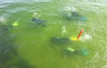 Zdjęcia z Diving Day Molo w Brzeźnie