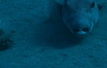 Egipt Dahab - Grudzień 2007