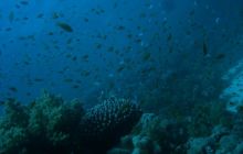 Egipt Dahab - Grudzień 2007